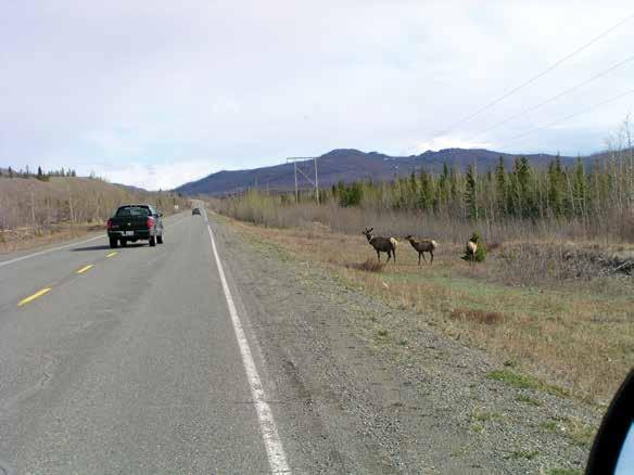 Objective 2: Reduce the risk of motor vehicle accidents involving elk Elk are attracted to grasses that were seeded or that grow naturally along the Alaska and North Klondike highways.