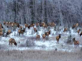 Considerable work has been completed to implement the 2008 elk management plan.