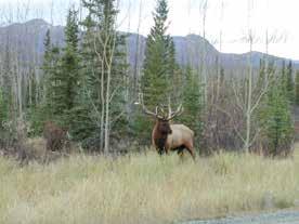 Currently there are approximately 200 elk in the Takhini herd and 60 in the Braeburn herd.