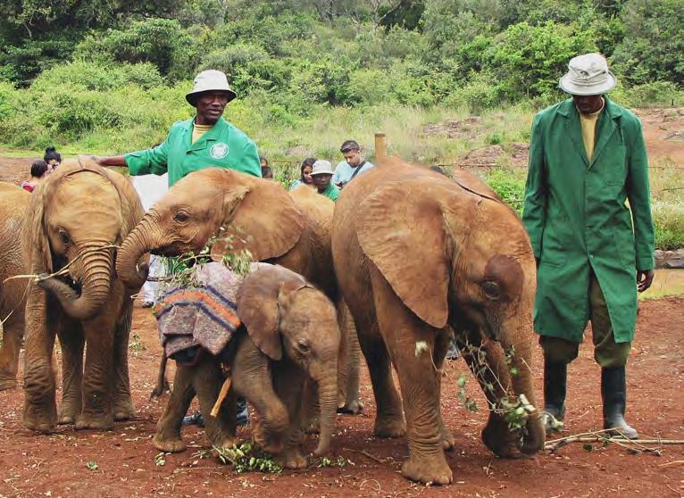 You will have the opportunity to watch the elephants feed, interact with their keepers and play.