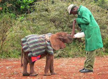 For an elephant, family is all important; a calf s very existence depends upon its mother's milk for the first two years of life.