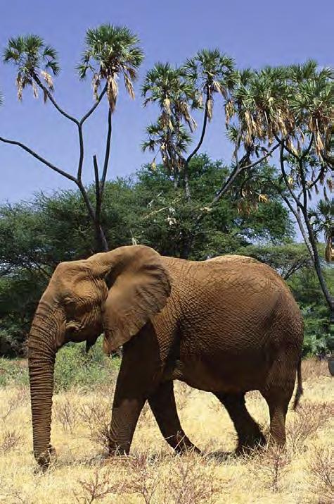 Day 3 - Nairobi to Samburu Game Reserve This morning you will be transferred to the airport for the scheduled charter flight to Samburu National Park, where you will spend three nights at Elephant