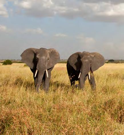 Funded in part by ESCAPE Foundation, the Mara Elephant Project (MEP) tracks the movements of the elephants while employing a Rapid Response Unit to quickly respond to conflict situations and poaching