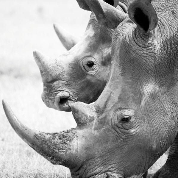 solio lodge Uncover the fragile history of Africa s rhino, hunted to the point of extinction for their valuable horns.