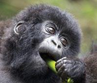 the gorilla Itinerary This adventure takes you beyond Kenya s borders into Rwanda, where you will trek through the misty forests in search of the Gorillas.