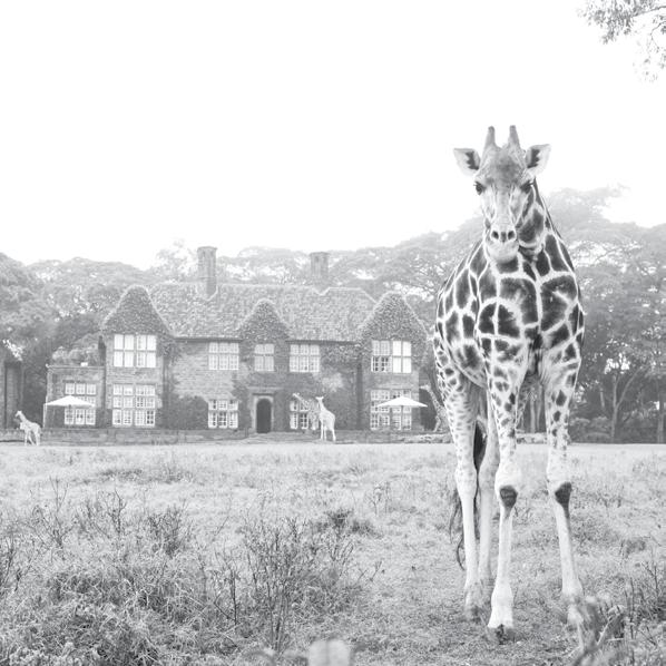 giraffe manor Uncover the history of the rare Rothschild Giraffe at Giraffe Manor with its resident herd roaming freely but securely through the 140 acres at the historic manor.