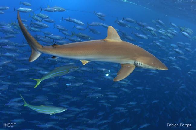Mitigation of Silky Shark Bycatch in Tropical Tuna Purse Seine Fisheries Presented by the International Seafood Sustainability Foundation August, 2016 THE ISSUE IN CONTEXT Pelagic sharks are not