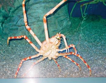 Spider Crabs & Snails As they grow, crabs and lobsters must shed their skin or molt. Snail shells, however, grow with the animal.