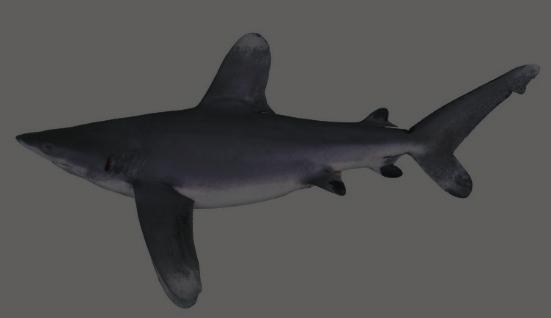 White) Deepwater nurse shark