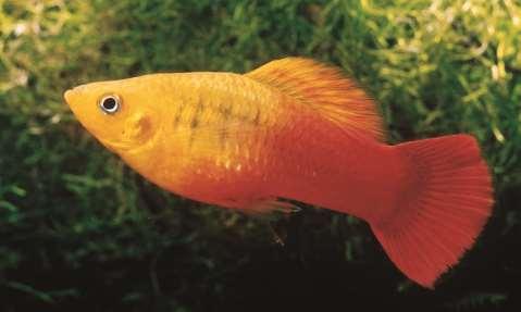 Pretty Fish in Cold Places The Ornamental Fish Trade as a Pathway for Invasive
