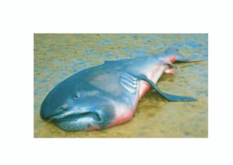 Biology of the Megamouth Shark, Megachasma pelagios (Lamniformes: Megachasmidae) Graduate School of Fisheries Sciences, Hokkaido University 3--, Minato-cho, Hakodate, Hokkaido 04-86, Japan email: