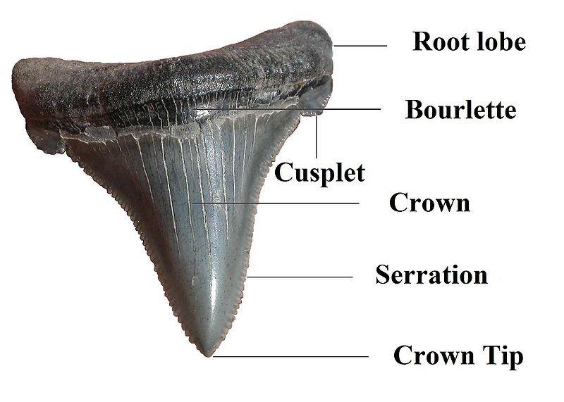 How does a shark tooth grow? When the tooth forms in the gum tissue, the crown cap develops first, followed by the root.