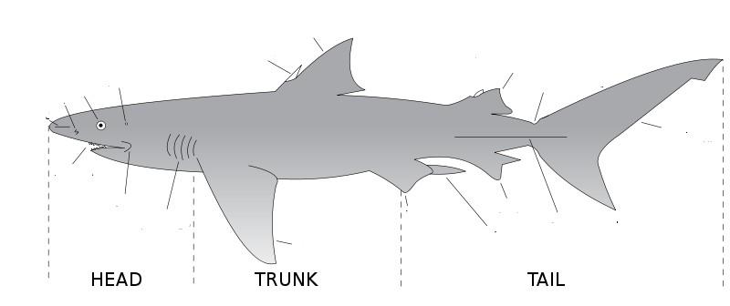 Label the unlabeled shark diagram.