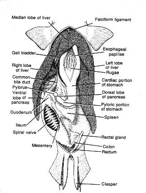 Below is the diagram of the inside of a shark. Locate the liver. The left lobe of the liver, the right lobe of the liver and the median lobe of the liver.