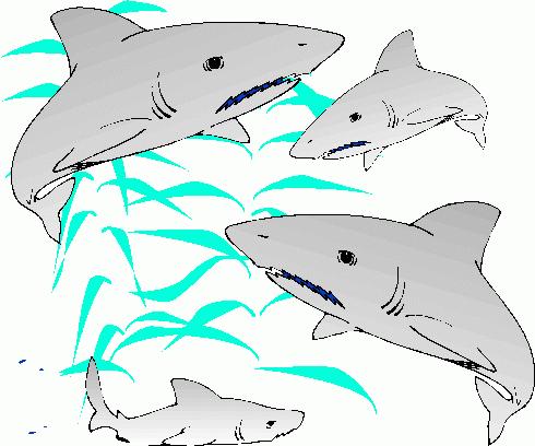 How many Ampullaes of Lorenzini do sharks have? What do sharks use the Ampullaes of Lorenzini for and how do they do it?