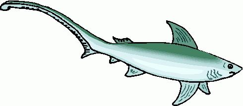 Lateral Line Sharks have sensory organs that are known as lateral line systems.