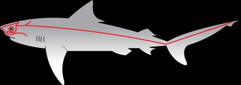 The lateral line system of the shark can often looks like thin, faint lines running down the animal's sides roughly along the line of it's spine.