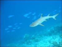 What is the special structure in the sharks eye that helps them see well when it is dim? Where is it found?
