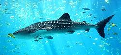 Whale, basking and megamouth sharks use filter feeding. Whale sharks use suction to take in plankton and small fishes.