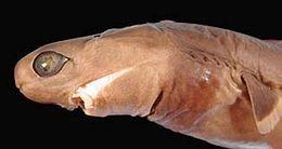 The cookiecutter shark is what we will call a parasitic feeder. (A parasite is a life-form that survives off its host.