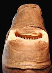 The teeth in these sharks are enormous compared to their size. The lower jaw s teeth are particularly sharp.