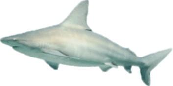 Each type of shark has a different shaped tooth. Sharks continually shed their teeth.
