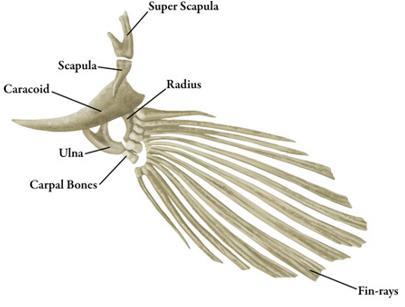 Osteichthyes (AH-stee-IK-thee-eez) Bony fishes Ossified (bony) endoskeleton Pair of lungs or swim bladder Bony fin rays