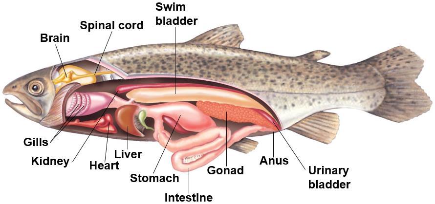 Basic Anatomy of a Bony Fish Lateral line: