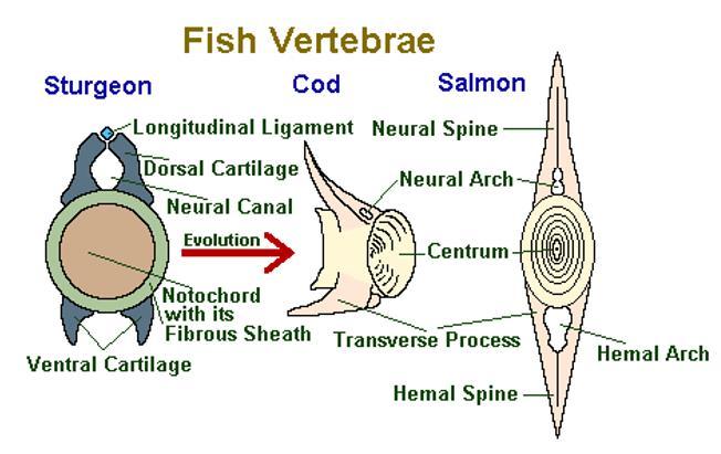 of vertebral centra Marine, freshwater and