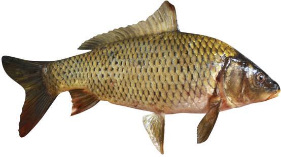 Invasive species in many freshwater