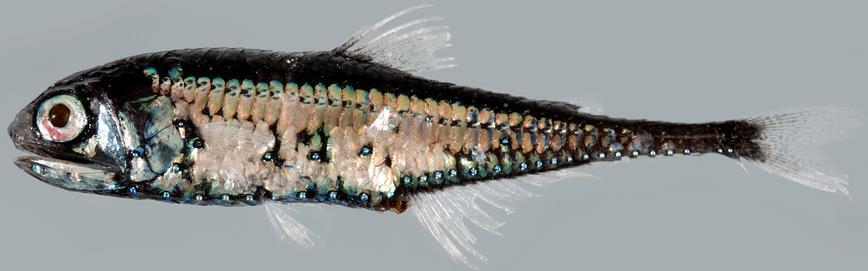 Class Actinopterygii, Superorder: Scopelomorpha Lanternfish Deep sea fishes