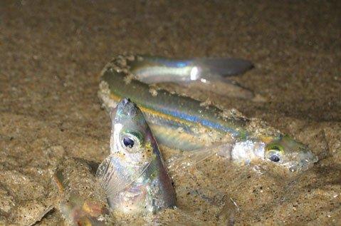 Grunion) Two separate dorsal fins are