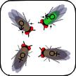 Name StarGenetics Fruit Fly Exercise 1- Level 1 Description of StarGenetics In this exercise you will use StarGenetics, a software tool that simulates mating experiments, to analyze the nature and
