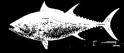 Figure 7 Bluefin Tuna Thunnus thynnus Figure 8 Map showing distribution of Bluefin Tuna in the Atlantic Ocean and adjacent seas Fork length (FL) Source: Fischer, et al., 1987.