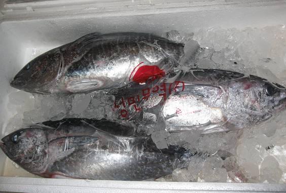 One 9kg tuna in