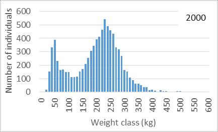 Figure 20. Weigh frequencies (total individuals) of farmed bluefin tuna caught in the Mediterranean in all years (1995-2011) by purse seine, from the trade, market and auction files.