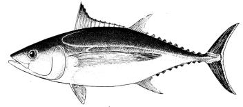 SCTB16 Working Paper NFR 8 Tuna fisheries
