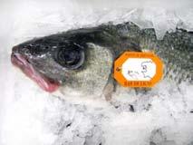 - kg. 2-3 Hook-caught sea bass