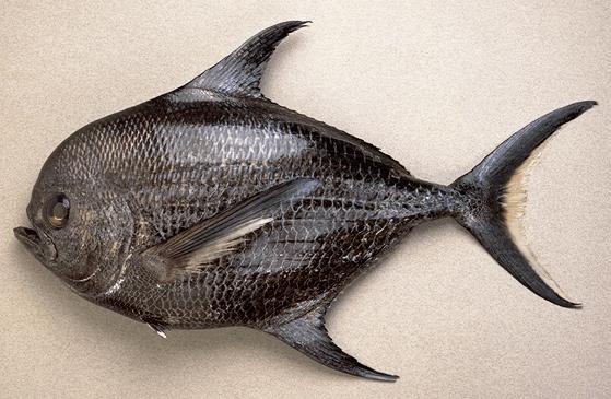 Introduction In Hawaii, two species of pomfret (Family Bramidae) are caught incidentally in pelagic longline fisheries. Sickle pomfret, Taractichthys steindachneri (Fig.