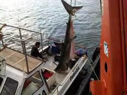 Port authority was then contacted regarding the incident and was requested to assist in getting a crane so that the 500kg shark could be safely lifted off of the boat and released.