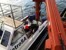 The Smit Lombok then moored alongside Cheetah and they connected one of their large lifting hooks to the rope which was secured to the shark s tail and began to lift the shark off of the boat and