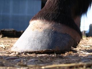 Stifle problems also seem to be more common in LGL cases (possibly due to uneven muscle development in the hind legs).