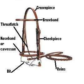 and Bridle