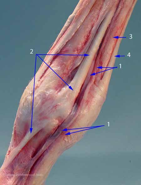 The vein/artery/nerve run in the groove formed between the flexor tendons and the suspensory. (The groove I have labeled as number 1.) The v eins, A rteries and N erves ( VAN ) are bundled together.