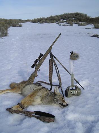 Fur Loads By Tim Titus The coyote came through the sage at a steady lope. Pivoting the rifle and bipod in his direction, I let out a Woof.