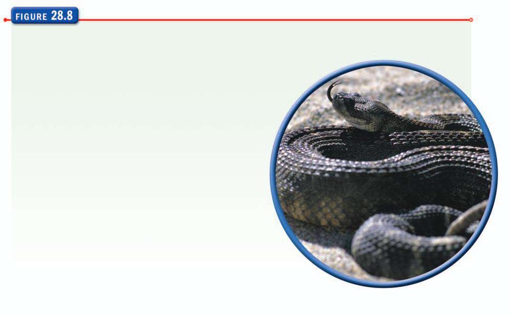 FIRST AID FOR SNAKEBITE Use the following steps to administer first aid to a snakebite victim: Get the victim to a hospital. This is the most important step.