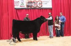 380.8244 RESERVE CHAMPION HEIFER Shown by