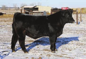 maternal sisters are an impressive set of young females. Caballero has a terrific disposition, great feet and the genetics to make really nice females, show prospects and market-topping steers.