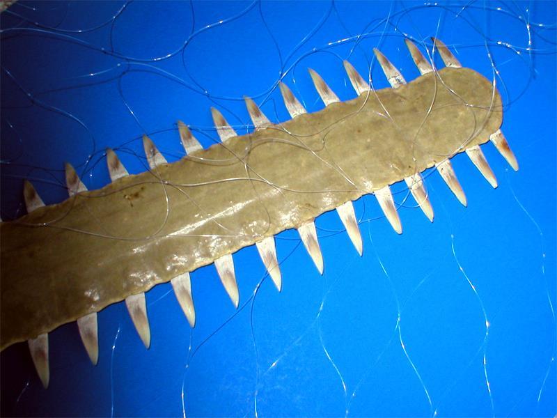 Sawfish Snout Entanglement Demo Purpose: to demonstrate why sawfishes are so vulnerable to netfishing Materials: * one sawfish rostrum (or a replica) * one small section of gill-net (or other net)