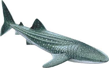 We hope you enjoyed The European Shark Guide Whale shark Illustrations from Marc Dando copyrighted to Marc Dando Shark Trust Illustrations from Diemar Weber copyrighted to Diemar Weber D.E.G. Illustrations from Roddy Ritchie copyrighted to Roddy Ritchie Arrow C.